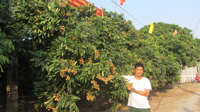 10-49-13_vuon_nhn_it_qu_cu_gd_nh_nguyen_vn_cnh_tp_hung_yen_-_copy