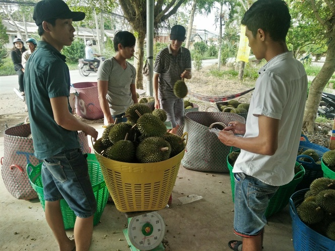 08-07-49_thu_hoch_tri_cy_cu_nong_dn_txng_by