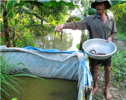 Sau 4 -5 tháng thả nuôi, ông Tuấn xúc ao, bán lương thu từ 10 - 15 triệu đồng