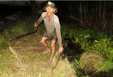 Công việc phát cỏ ụ lươn, có thể làm từ buổi chiều hôm qua