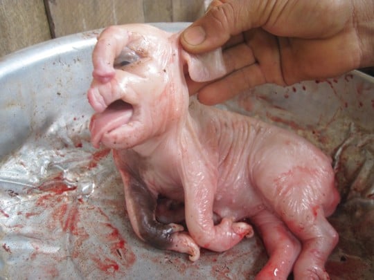 Đổ xô đi xem lợn đẻ ra