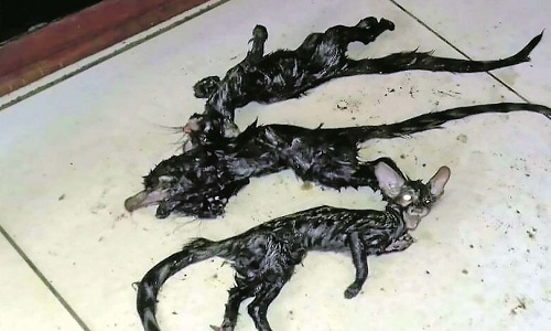 sinh-vat-la-dau-meo-minh-chuot-khien-dan-nam-phi-so-hai