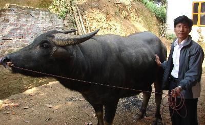 Con trâu của gia đình ông Nguyễn Văn Tho đoạt giải nhất