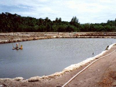 chuẩn bị ao nuôi