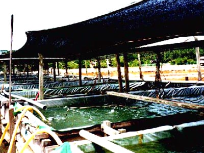ươm giống