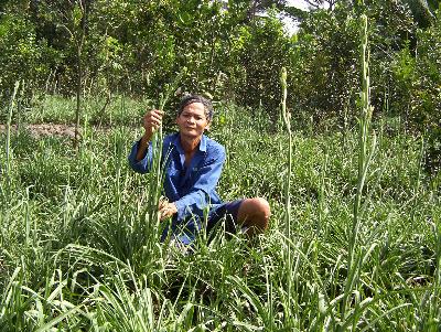 Mô hình trồng bông huệ trắng xen cam của ông Dương Tấn Phong