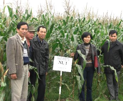 giống ngô nếp lai NL1