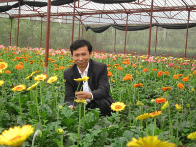Kiểm tra chất lượng hoa trước khi thu hái