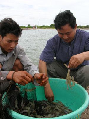 Tôm thẻ chân trắng nuôi tại mô hình của Cty CP ở xã Thạnh Phước (Bình Đại)
