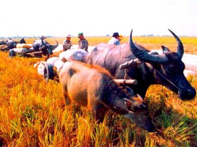 trâu chở lúa ở ĐBSCL (ảnh L.H.V)