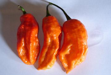 Ớt Bhut Jolokia còn được gọi là 