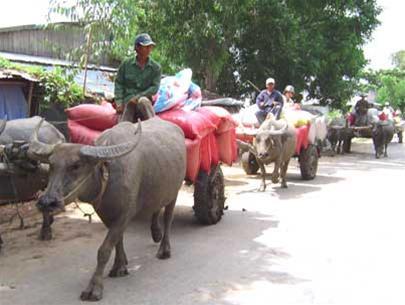 Cộ trâu lại 