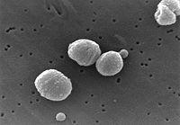 Virus gây bệnh viêm phổi Streptococcus pneumoniae