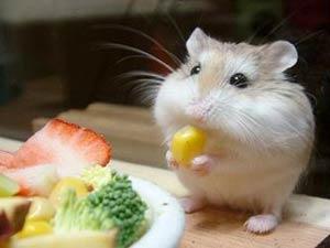 Một chú chuột cảnh Hamster