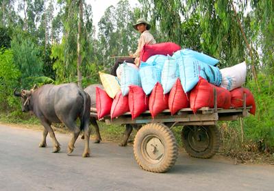 Niềm vui ngày mùa trên đất bạn