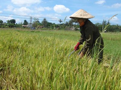 Bác Phụng đang đi “mót” lúa về cho gà ăn