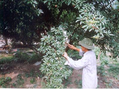 Chiết cành hồng xiêm