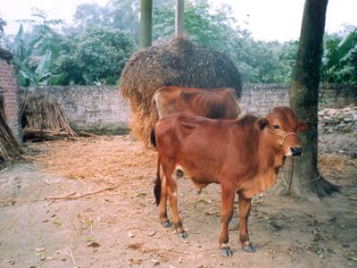 Bò, bê được chăm sóc tốt