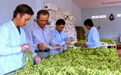 Nghiên cứu điều kiện thích hợp để trồng nho