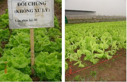 Rau không phun thuốc kích thích (trái) và rau đã được phun 