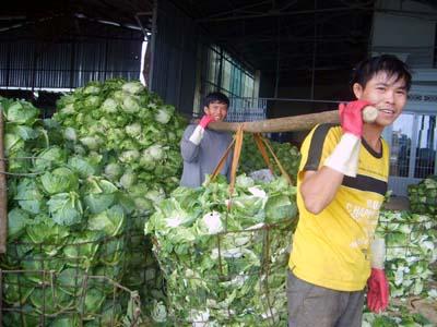 Hàng chục tấn bắp cải tồn trong kho chờ người mua