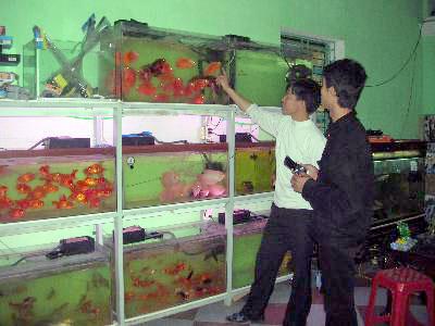 Một góc gian trưng bày cá của anh Huy