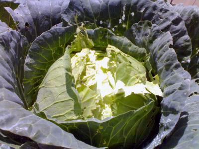Bắp cải bị nở bung