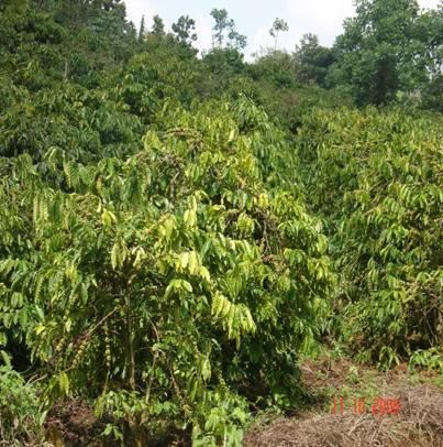 Vườn cà phê bị ve sầu tàn phá