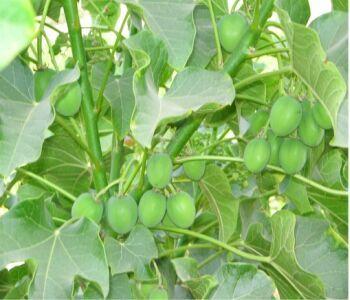 Tên thông dụng ở các nước hiện nay là Jatropha, ở Việt Nam gọi là cây Cọc giậu, Cọc rào, Cây li, Ba đậu nam, Dầu mè...