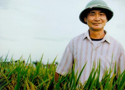 Ruộng lúa xuân 2008 của ông Phạm Xuân Thành ở xóm 19, xã Hải Hưng, huyện Hải Hậu – Nam Định