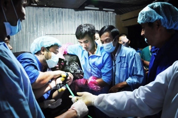 bo-211503_339.jpg Học viện Nông nghiệp Việt Nam thực hiện phẫu thuật mổ bụng lấy thai với bê BBB sinh ra bằng cấy phôi (2016). Ảnh: Học viện Nông nghiệp Việt Nam.
