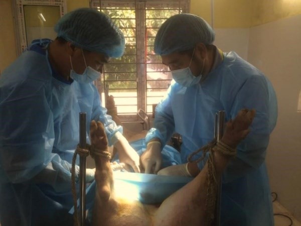 phau-thuat-211339_15.jpg Phối hợp với Viện Chăn nuôi thực hiện phẫu thuật cấy phôi lợn trong khuôn khổ dự án 'Thành lập ngân hàng gen đông lạnh cho các giống lợn bản địa của Việt Nam và phát triển hệ thống chăn nuôi bền vững để bảo vệ đa dạng sinh học' (ngày 02/08/2018). Ảnh: Học viện Nông nghiệp Việt Nam.