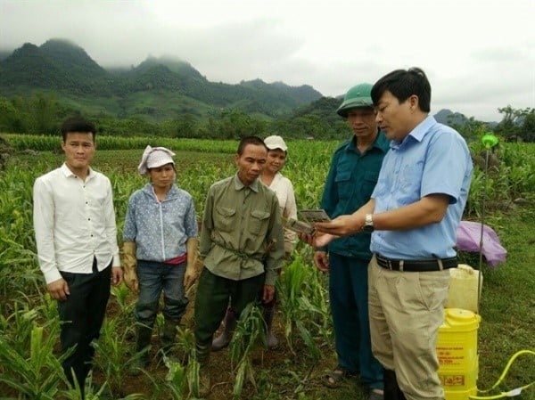 Nguyễn Hồng Yến – Chi cục Trưởng Chi cục Trồng trọt và Bảo vệ thực vật Hòa Bình – Cựu sinh viên K34BVTV (áo xanh, ngoài cùng bên phải) đang chỉ đạo phòng trừ sâu keo mùa thu trên ngô tại Hòa Bình. Ảnh: HVNN