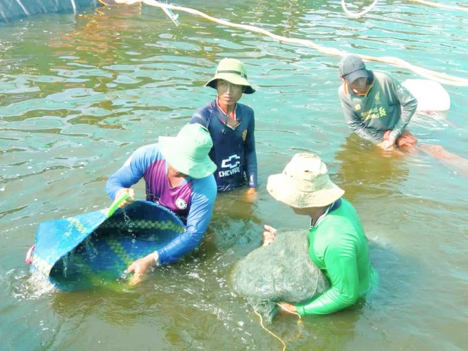 nuoi-tom-the-chan-trang-an-toan-thuc-pham-154452_20200529_218.jpg Thu hoạch tôm ở ĐBSCL.