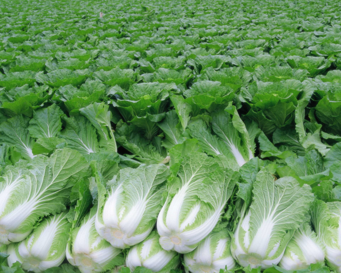 Vietnam is the main supplier of vegetables of all types to Taiwan
