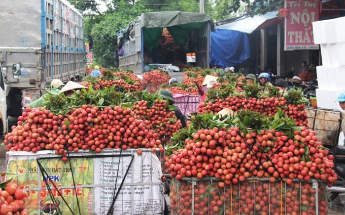 Bac Giang Thieu lychee will be recorded to confirm safe production during Covid-19 before being put on the market. Photo: BGGOV.