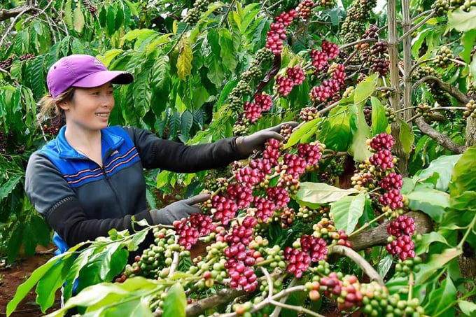 A coffee garden produced under 4C certificate in Gia Lai