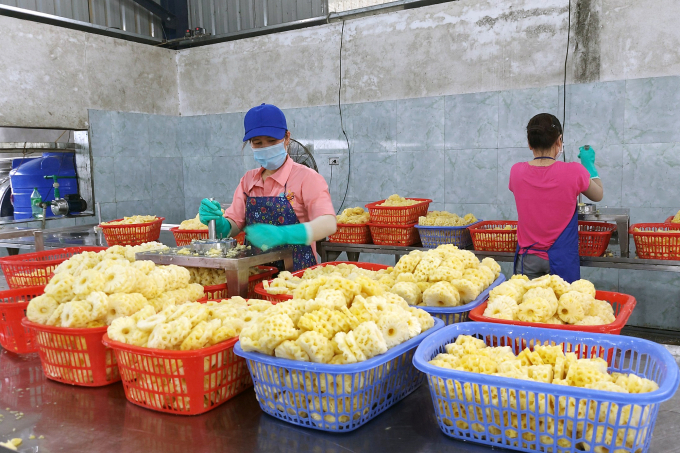 After the pineapple arrives at the factory, workers will process it into pieces, have it pasteurized, canned, and cooled. Photo: VD.