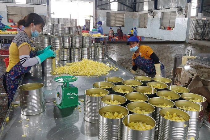 The product will be sent for inspection at the Plant Protection and Food Safety Department before being packaged and exported to markets around the world. Photo: VD.