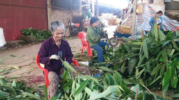 Having acquired export markets, all cinnamon products are purchased by the company, both bringing income to cinnamon growers and creating jobs for 20 regular workers.