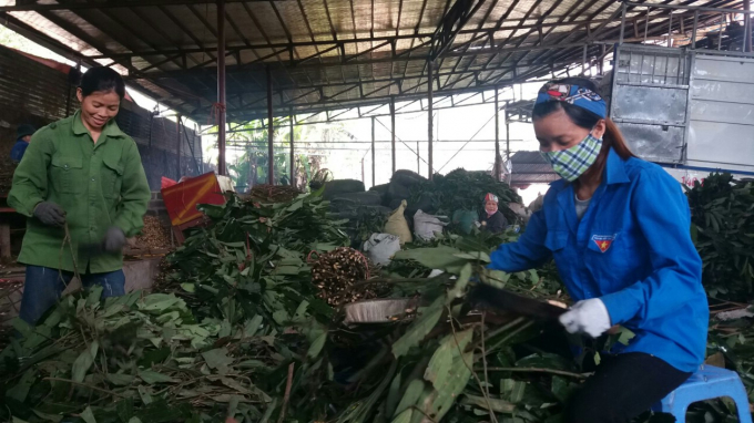 If the total income within 15 years is calculated, 1ha of cinnamon will bring an economic value of over VND 550 million.