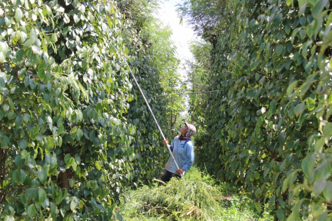 Organic pepper has a higher selling price than the market price, and environmental-friendly as well. Photo: Quang Yen.