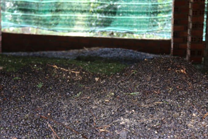 Goat manure at Mrs. Ha's farm is used to fertilize pepper plants in an organic way. Photo: Quang Yen.