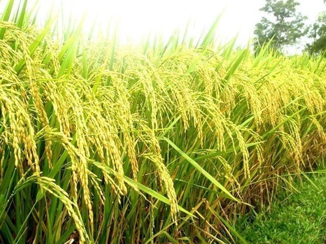 ST24 rice.