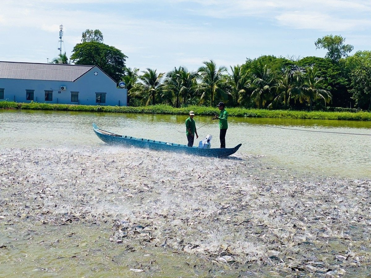 By 2025, Dong Thap province is expected to have a pangasius farming area of approximately 2,630 ha with an output of 540,000 tons. Photo: Le Hoang Vu.