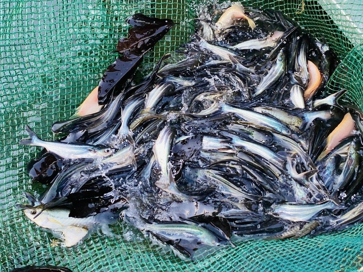 Dong Thap province currently has 52 facilities for breeding pangasius fry, with a broodstock of about 150,000 fish, an annual supply of 18 billion pangasius fry and more than 1.3 billion pangasius larvae. Photo: Le Hoang Vu.