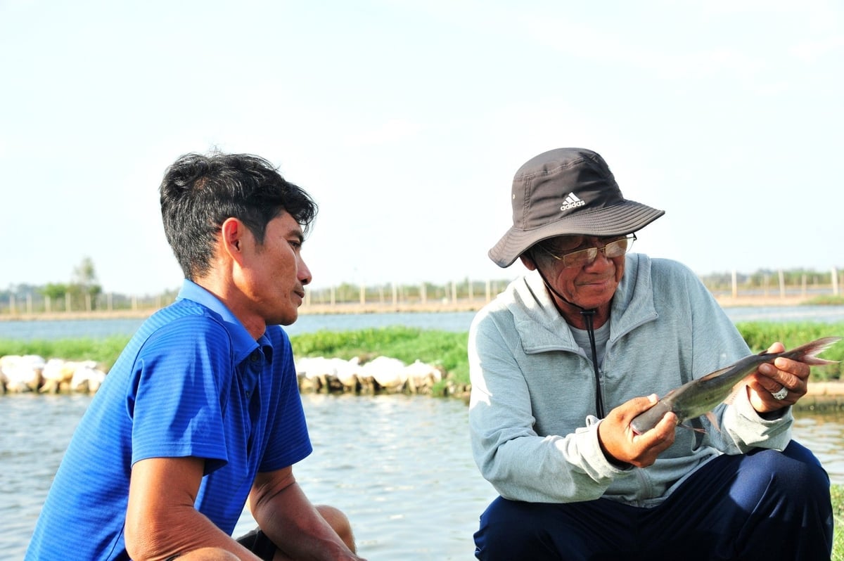 Behind each exported pangasius bringing billions of dollars is a series of strict processes, from veterinary work to quarantine, vaccination, and environmental monitoring. Photo: Le Hoang Vu.