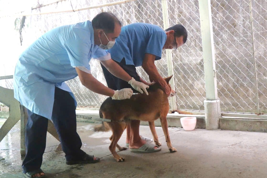 Can Tho city strives to reach a vaccination rate of over 80% of the total number of livestock subject to vaccination by 2025. Photo: Kim Anh.