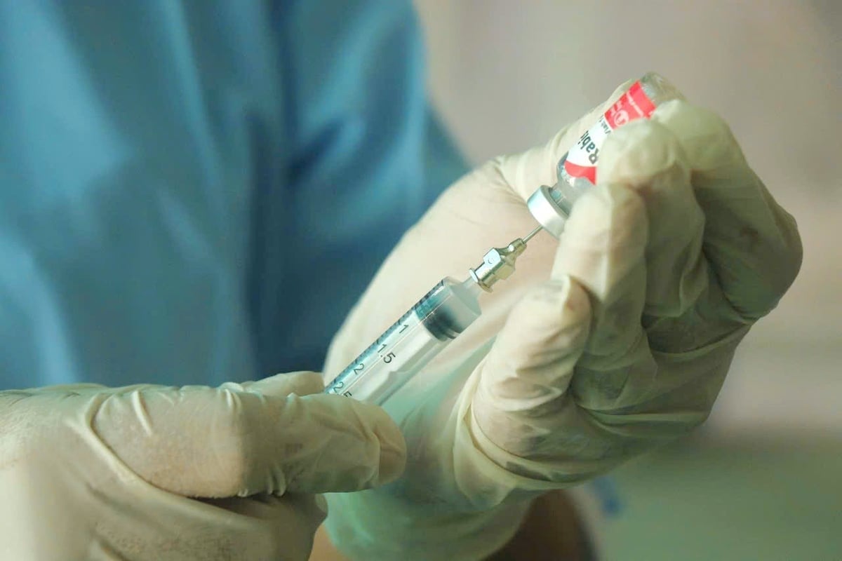 Vaccination of livestock is one of the safe and effective measures to prevent epidemics. Photo: Kim Anh.