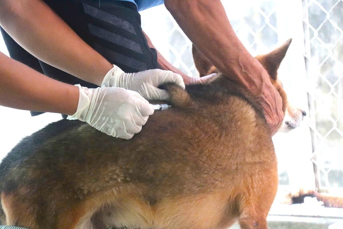 Rabies in dogs and cats has a very high risk of being transmitted to humans without full vaccination. Photo: Kim Anh.